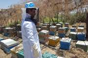 نظارت بهداشتی بر زنبورستان های شهرستان زهک 