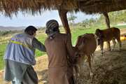 تلاش ستودنی و بدون چشم داشت کارکنان دامپزشکی استان در سایه سنگین کرونا و شرایط سخت کاری
