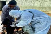 واکسیناسیون بیش از 8 میلیون راس دام از جمعیت دامی استان 