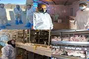 رصدمزارع مرغ تخمگذار تجاری مرکزاستان  توسط اداره دامپزشکی زاهدان