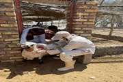 اجرای واکسیناسیون رایگان دام های سبک بر علیه بیماری طاعون نشخوارکنندگان در شهرستان چابهار و دشتیاری 