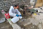فاز هشتم واکسیناسیون علیه  بیماری نیوکاسل در طیور بومی استان سیستان و بلوچستان در حال اجرا می باشد