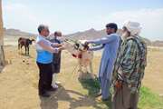بازدید میدانی مدیرکل دامپزشکی استان از روند ارائه خدمات دامپزشکی در مناطق سیل زده جنوب استان سیستان و بلوچستان