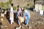 اجرای رزمایش‌های جهادی دامپزشکی در مناطق محروم سیستان و بلوچستان 