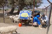  خدمات جهادی دامپزشکی در مناطق محروم خاش؛ دام‌های عشایر زیر چتر حمایت دامپزشکی