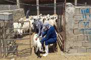  ارائه 62 هزار خدمت رایگان جهادی دامپزشکی به ۱۰۰ روستای سیستان و بلوچستان