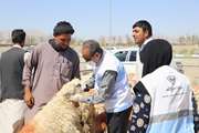 ورود گسترده دام زنده به سیستان و بلوچستان برای نیاز عید قربان با نظارت بهداشتی دامپزشکی