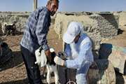  واکسیناسیون و آموزش دامداران هامون، امیدبخش بیش از ۲ هزار دامدار شد