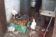 تداوم پایش بهداشتی عرضه مرغ در زاهدان؛ دامپزشکی بر حفظ سلامت محیط شهری تأکید کرد