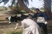  واکسیناسیون  3674 راس دام سنگین علیه بیماری لمپی اسکین در شهرستان ایرانشهر 