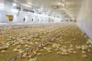 افتتاح و بهره برداری یک واحد مرغداری گوشتی در شهرستان نیکشهر