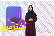 مشخصات گوشت شترمرغ