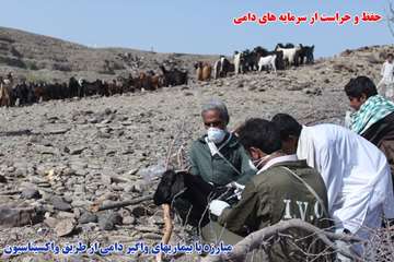 اقدامات دامپزشكي