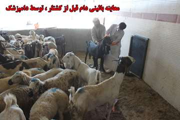 فعاليت هاي دامپزشكي