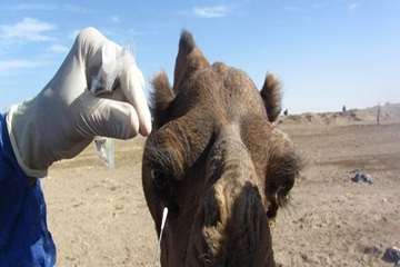 اجرای طرح پایش کرونا ویروس در جمعیت شتر شهرستان ایرانشهر