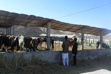  بازدید از دامداریهای شهرستان نیک شهر
