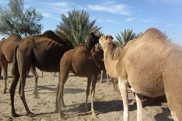 اجرای طرح پایش کرونا ویروس در جمعیت شتر شهرستان ایرانشهر