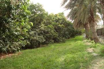 باغات انبه قصرقند