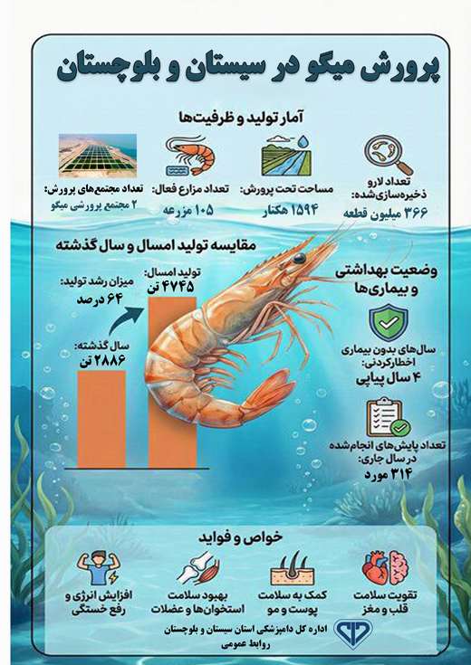 پرورش میگوی سیستان و بلوچستان روی موج توسعه؛ جهش، سلامت، صادرات