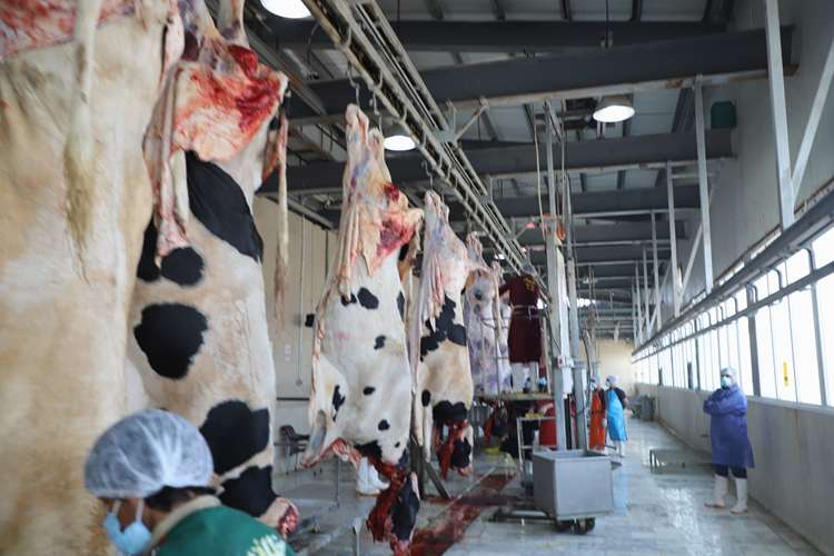 ورود بیش از ۷ میلیون کیلوگرم گوشت قرمز با نظارت بهداشتی دامپزشکی از استان سیستان و بلوچستان