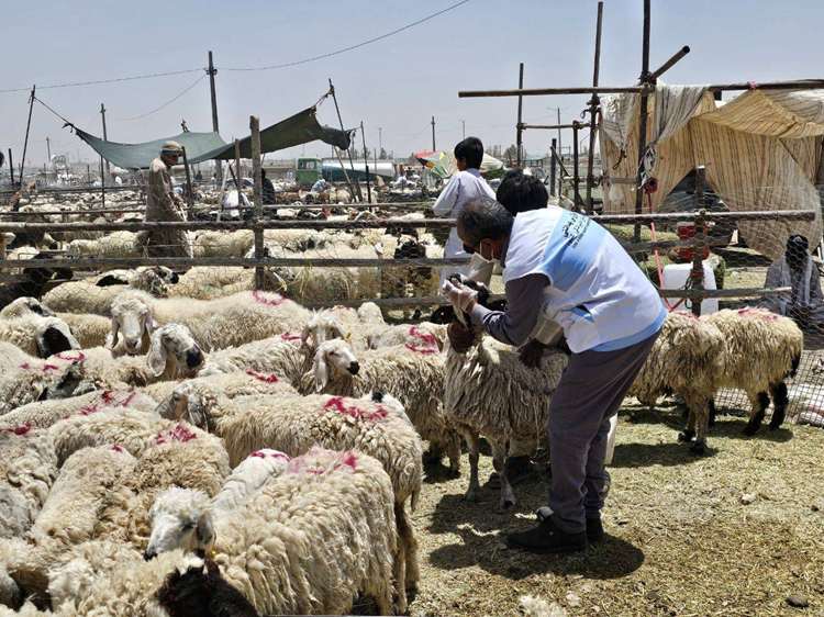 فعالیت ۸۴ گروه نظارت بهداشتی و شرعی دامپزشکی در سیستان و بلوچستان برای عید قربان و  تأکید بر ذبح در کشتارگاه‌ها