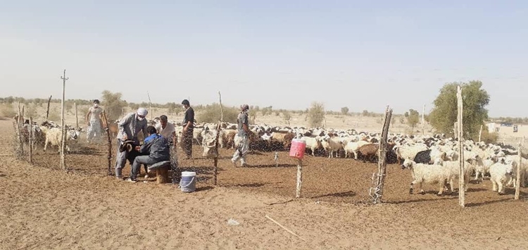 آموزش، واکسیناسیون، خونگیری و رصد بیماری تب مالت، مجموعه اقدامات دامپزشکی جهت کنترل این بیماری می باشد