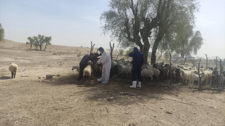 واکسیناسیون، سمپاشی و پایش و معاینه ۲۸۰۰ راس دام از جمعیت دام‌های عشایری شهرستان بمپور با همکاری جهاد کشاورزی شهرستان
