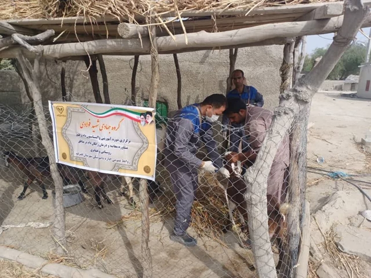 اجرای واکسیناسیون رایگان دام های سبک بر علیه بیماری طاعون نشخوارکنندگان در شهرستان قصرقند 