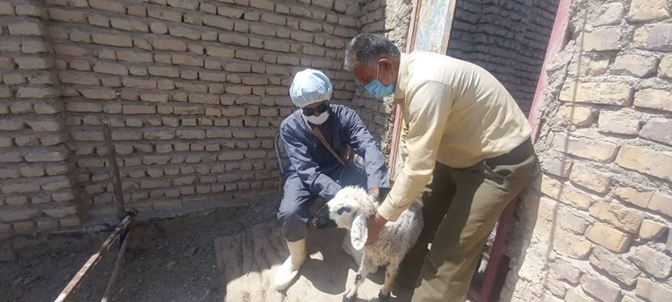 اجرای واکسیناسیون رایگان دام های سبک بر علیه بیماری طاعون نشخوارکنندگان در شهرستان میرجاوه 