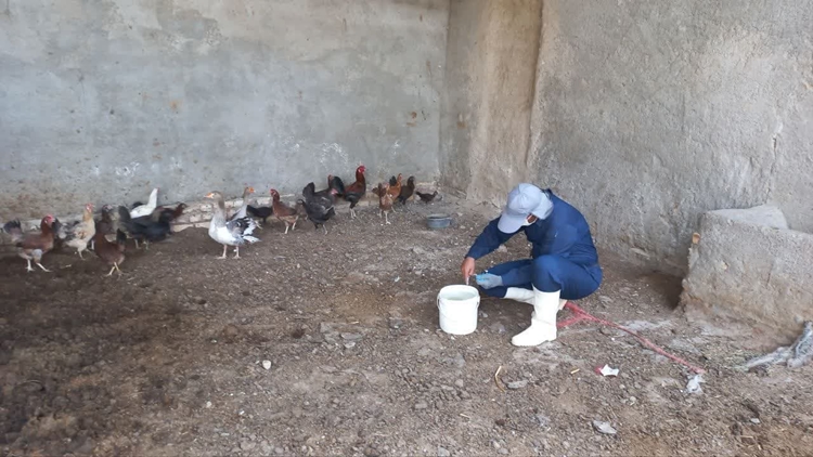 اجرای واکسیناسیون رایگان طیور بومی و روستایی بر علیه بیماری نیوکاسل در شهرستان قصرقند 