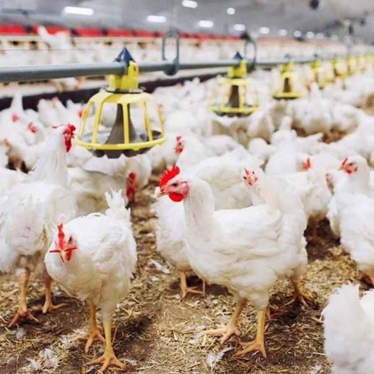 اجرای برنامه ملی پایش باقیمانده دارو، آفت کش ها و آلاینده ها در مرغداری های گوشتی شهرستان نیکشهر