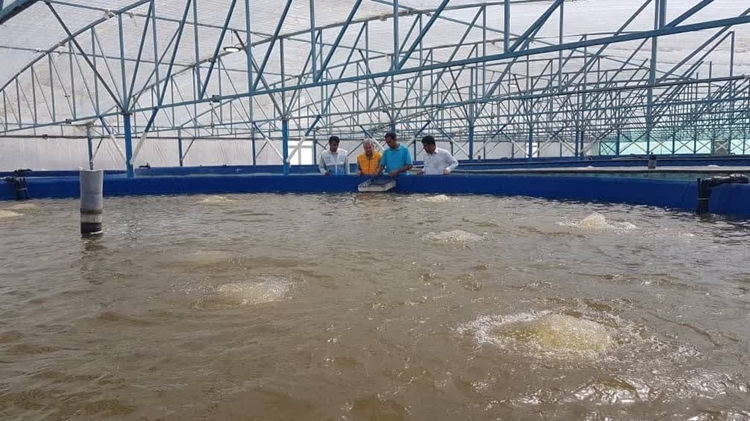 افزایش ۱۰۰درصدی تولید و تداوم چهار ساله عاری از بیماری؛ مجتمع کشت و صنعت مکران الگوی پرورش میگوی سالم در جنوب کشور