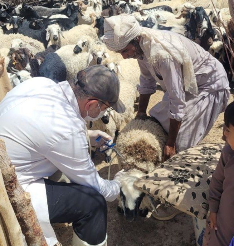 چهره‌به‌چهره با عشایر هامون؛ دامپزشکی در خط مقدم سلامت دام، با بیش از ۸۲ هزار خدمت رایگان جهادی
