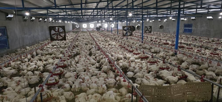  پایش دارو و سموم در گوشت مرغ؛ گامی برای سلامت سفره مردم نیکشهر و لاشار