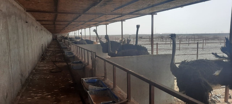 بازدید مدیرکل دامپزشکی استان از مرکز پرورش شترمرغ در رامشار شهرستان هامون