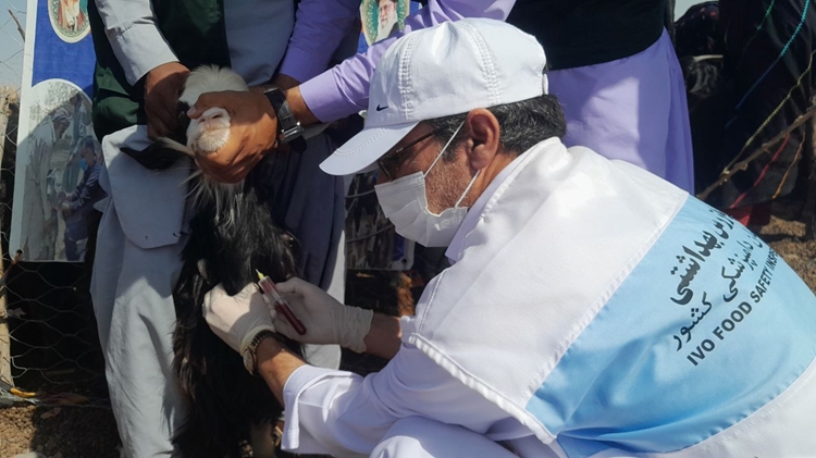 اجرای اردوی جهادی دامپزشکی در شهرستان خاش با هدف ارتقای بهداشت دام و پیشگیری از بیماری‌ها