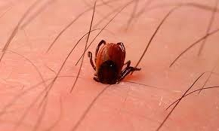 هشدار دامپزشکی سراوان درباره تب کریمه کنگو در آستانه عید قربان