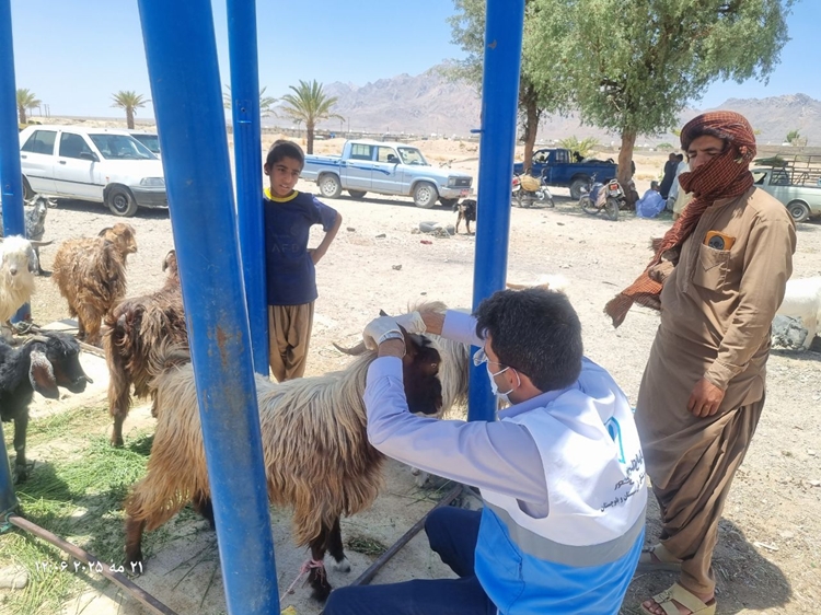 بازدید از میدان موقت عرضه دام در شهرستان مهرستان با هدف ارتقاء ضوابط بهداشتی عرضه دام قربانی