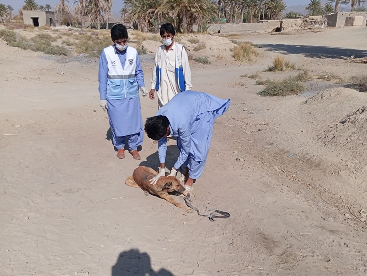 واکسیناسیون ۱۹ قلاده سگ در مانور کنترل هاری خاش