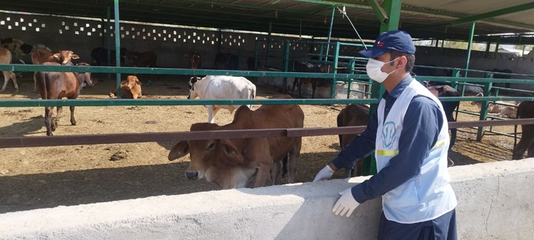 بازدید از پروار بندی مهر 26 پیشین و ارزیابی بیش از 640 رأس دام پرواری سنگین در راسک /شهر پیشین ظرفیت جدید تولید گوشت قرمز در جنوب استان