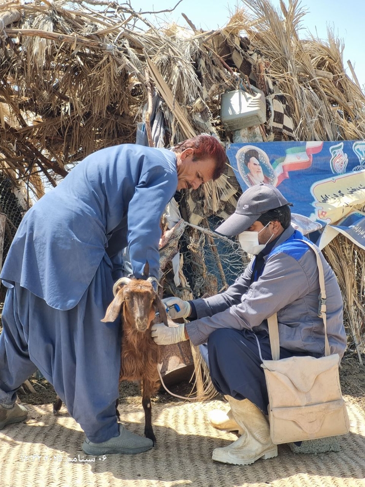 واکسیناسیون ۶۹۷ رأس دام در اردوی جهادی دامپزشکی مهرستان