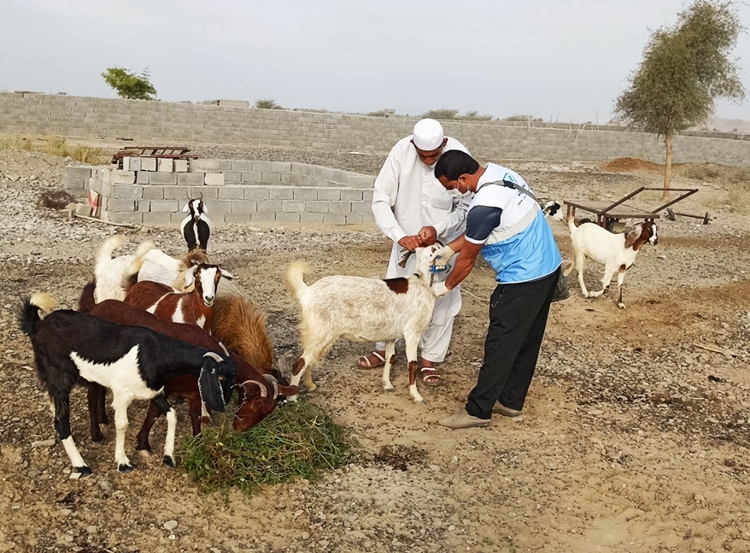 واکسیناسیون رایگان بیش از ۶ هزار دام علیه تب برفکی در زرآباد